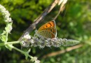 Lycaena thersamon ©  S. Beshkov